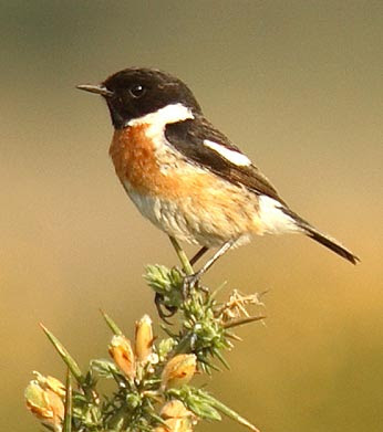 A stonechat perched on a gorse bush.